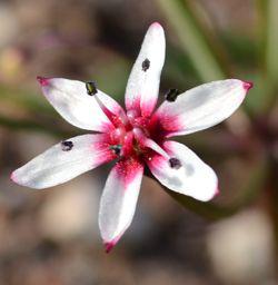 Close up of single flower