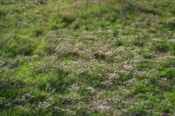 Damp habitat of H.mathewsii