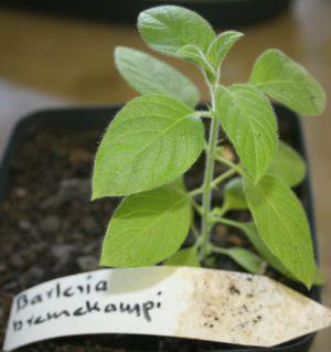 Young plant of B.bremekampii