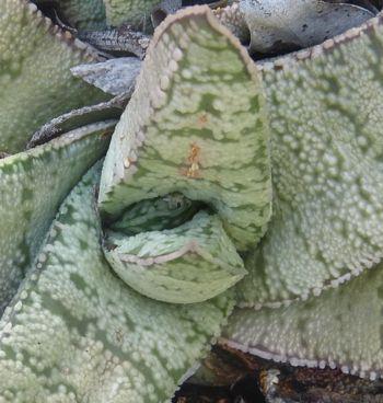 Leaf detail of Gasteria barbae