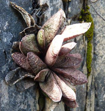 Gasteria barbae growing in crevice