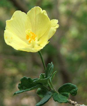 Single flower and leaves
