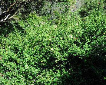 Habit of Pavonia praemorsa
