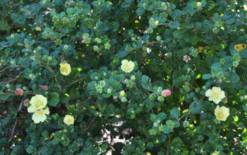 Bush in flower