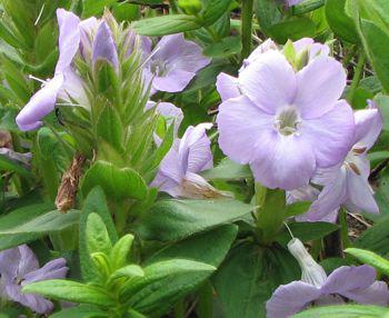 Lilac flowers