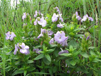 Barleria monticola in flower