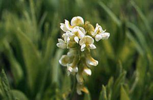 Eriosema kraussianum