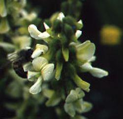 Eriosema kraussianum