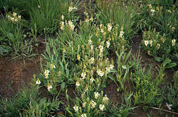 Eriosema kraussianum