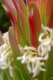 Close up of flower head