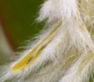Anthers close up