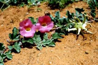 Harpagophytum procumbens | PlantZAfrica
