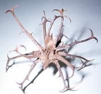 Harpagophytum procumbens | PlantZAfrica