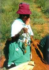 Harvesting Harpagophytum procumbens