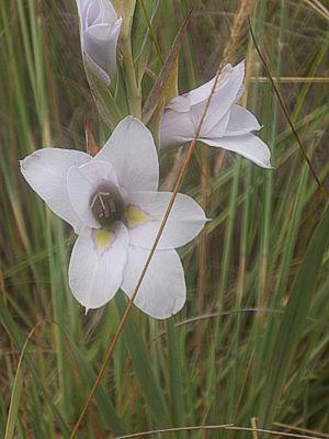 Gladiolus rehmannii in flower