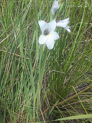 Gladiolus rehmannii in habitat