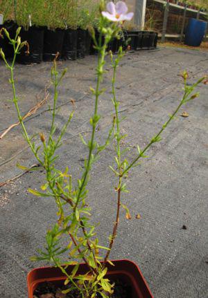 Chaenostoma uncinatum habit