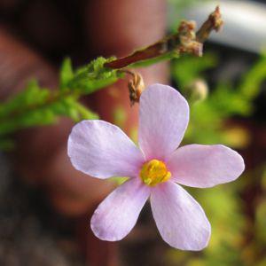 Chaenostoma uncinatum flower