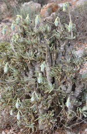 Kleinia cephalophora