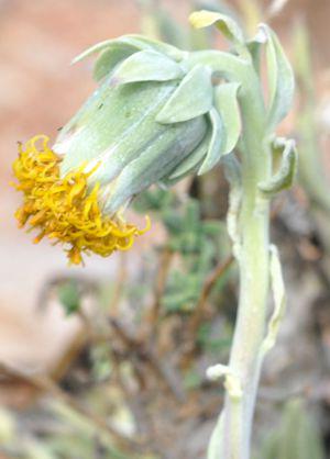 Kleinia cephalophora nodding  flowerhead