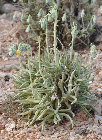Kleinia cephalophora