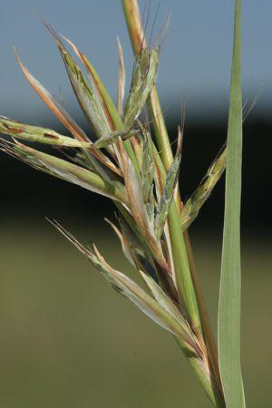 Cymbopogon caesius