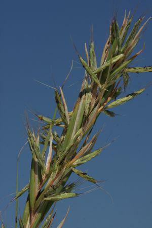 Cymbopogon caesius