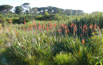 Watsonia angusta