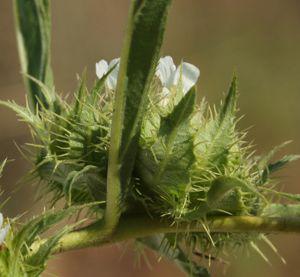 Crabbea angustifolia inflorescence