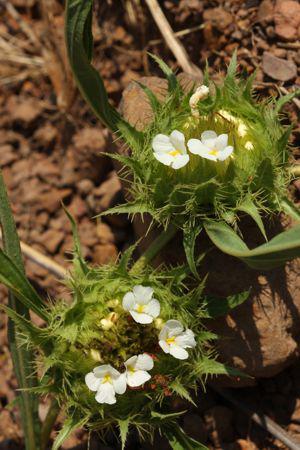 Crabbea angustifolia