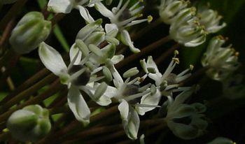 Close up of Schizocarphus nervosus flowerhead. Image Geoff Nichols