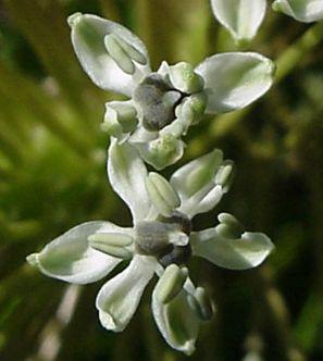 Schizocarphus nervosus flowers. Image Geoff Nichols