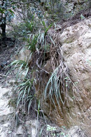 Chlorophytum cremnophilum