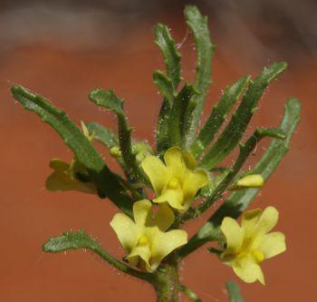 Nemesia arenifera