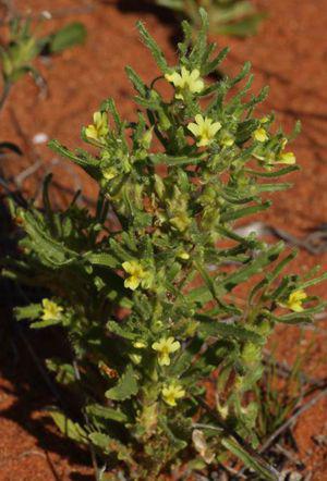 Nemesia arenifera