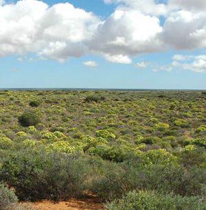 Nemesia arenifera habitat