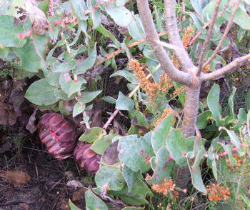 Protea amplexicaulis