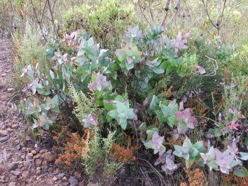 Protea amplexicaulis