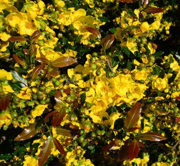 Ochna natalitia flowers and new growth