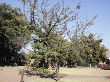 Vachellia robusta subsp. robusta. Photo Glenice Ebedes