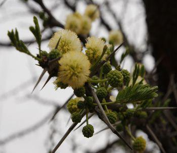 Vachellia robusta subsp. robusta. Photo Glenice Ebedes
