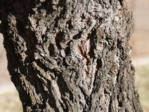 Vachellia robusta subsp. robusta. Photo Glenice Ebedes