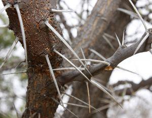 Vachellia robusta subsp. robusta. Photo Glenice Ebedes