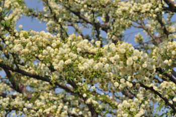 Vachellia robusta subsp. robusta. Photo Glenice Ebedes