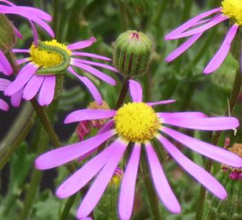 Senecio arenarius