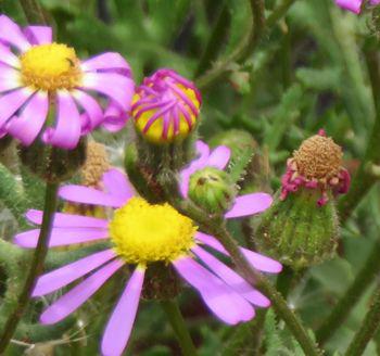 Senecio arenarius