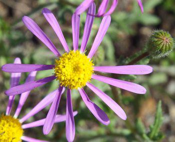 Senecio arenarius