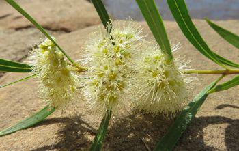 Metrosideros angustifolia flowers