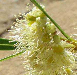 Metrosideros angustifolia flowers