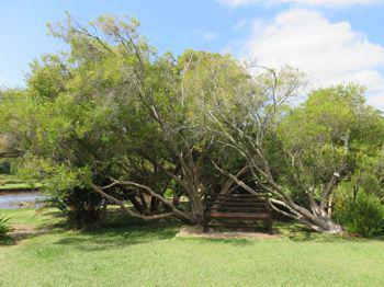 Metrosideros angustifolia 
